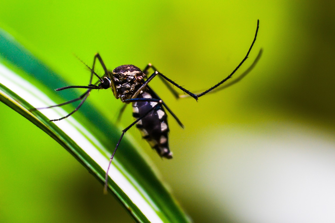 Insektenstiche behandeln