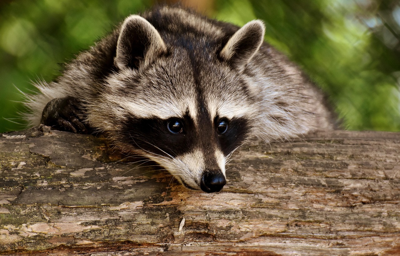 Wildtiere