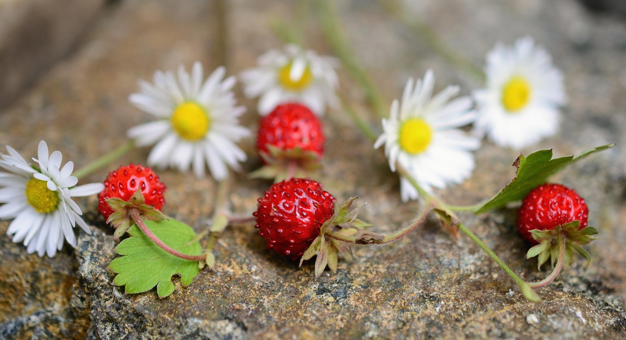 Wilde Beeren